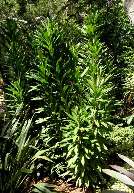 Image of Cordyline fruticosa 'Soledad Purple'